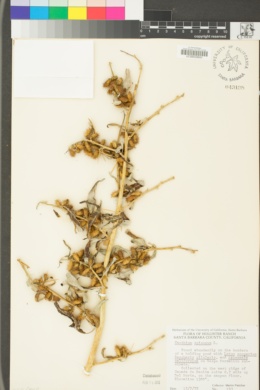 Xanthium spinosum image