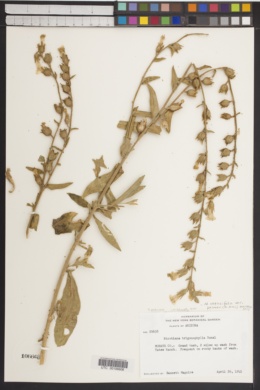 Nicotiana obtusifolia var. palmeri image