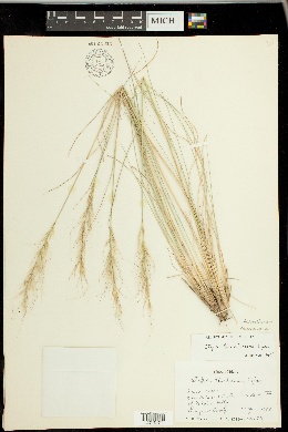Achnatherum thurberianum image