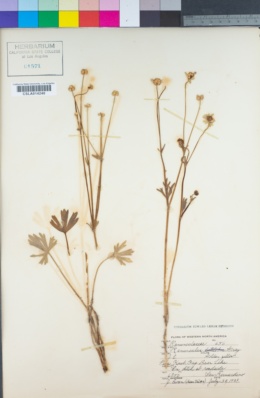 Image of Ranunculus complicatus