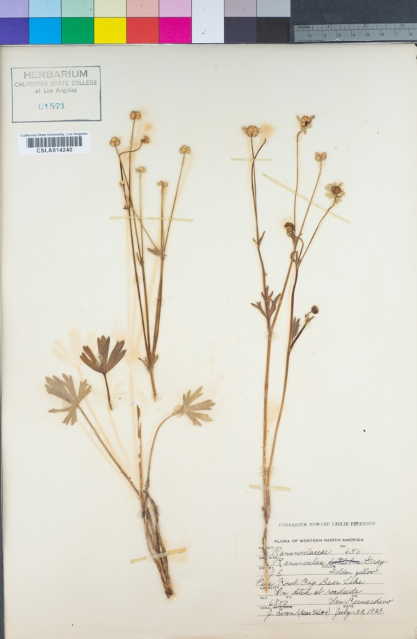 Ranunculus complicatus image