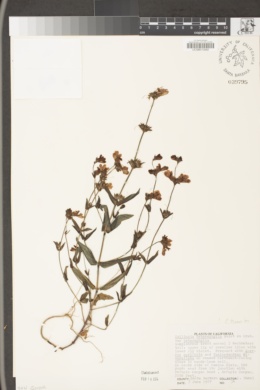 Collinsia heterophylla var. heterophylla image