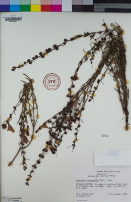 Image of Agalinis fasciculata