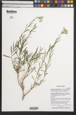 Artemisia inaequifolia image