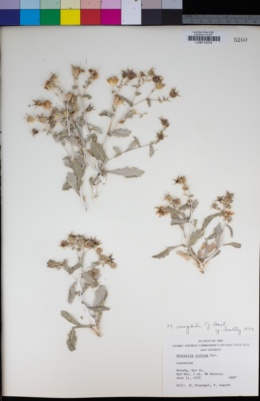 Mentzelia oreophila image
