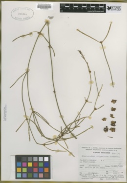 Phoradendron rhipsalinum image