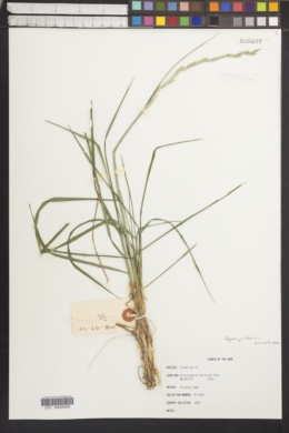 Image of Elymus jacutensis