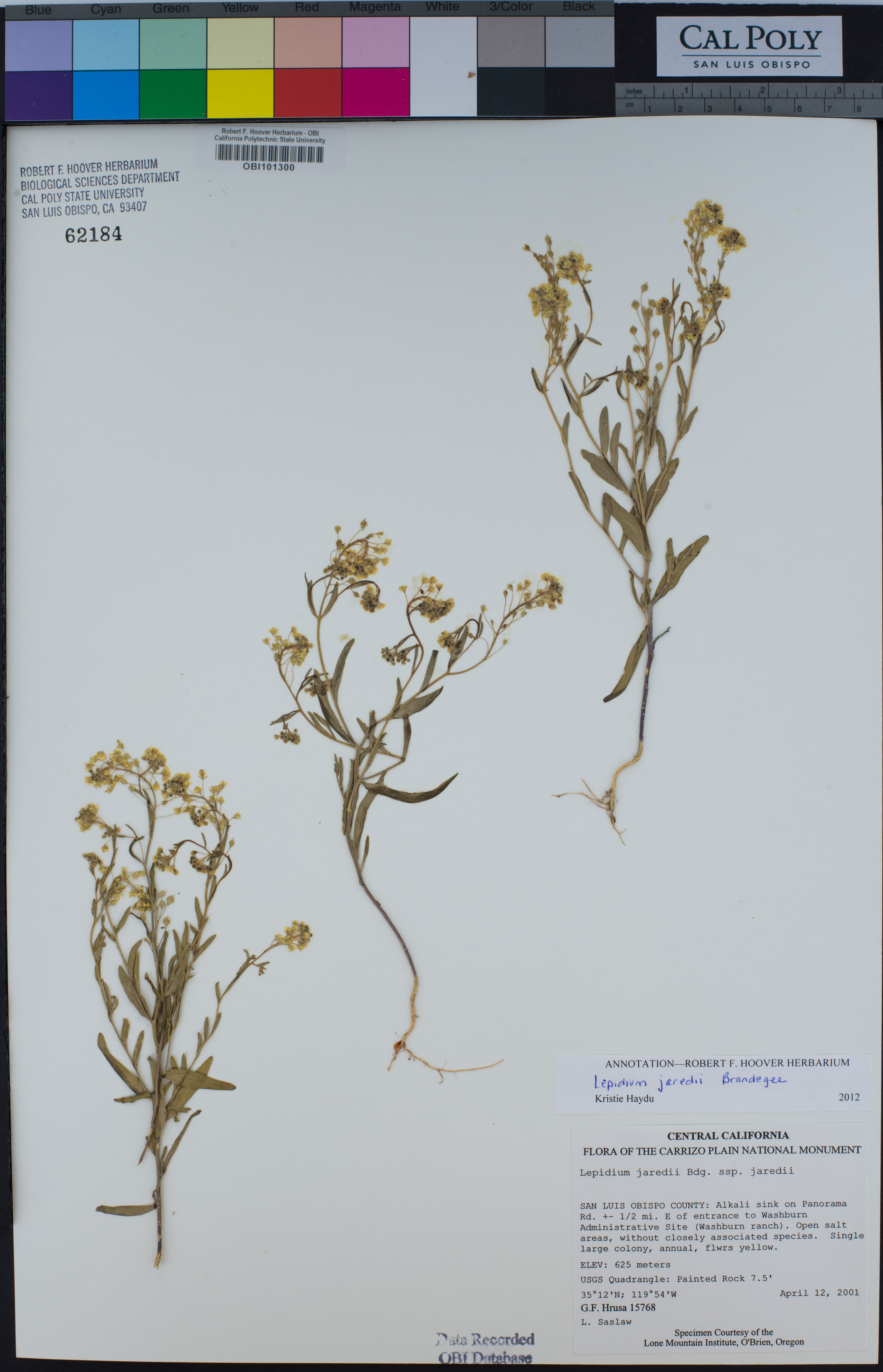 Image of Lepidium jaredii