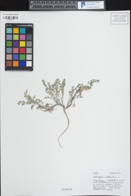 Astragalus wetherillii image