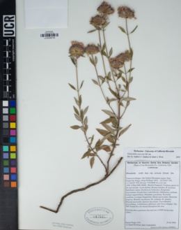 Monardella viridis image