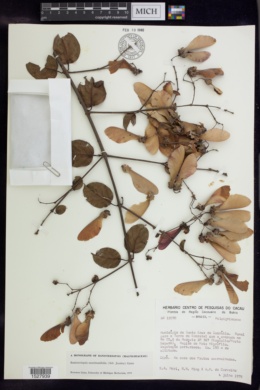 Banisteriopsis membranifolia image