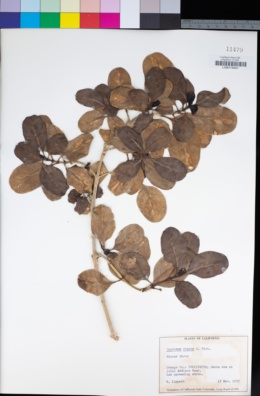 Image of Coprosma repens