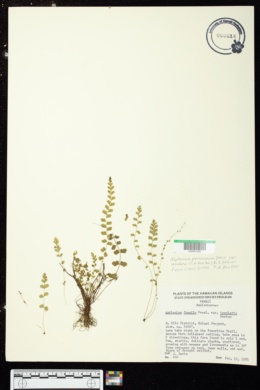 Asplenium peruvianum var. insulare image