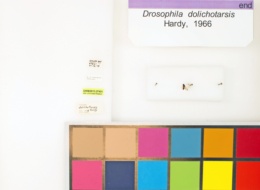 Drosophila dolichotarsis image