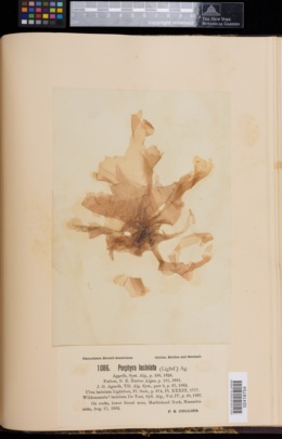 Porphyra laciniata image