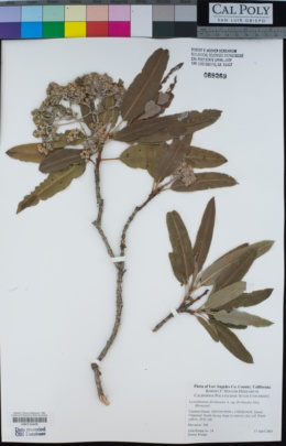 Lyonothamnus floribundus subsp. floribundus image