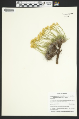 Petradoria pumila var. graminea image