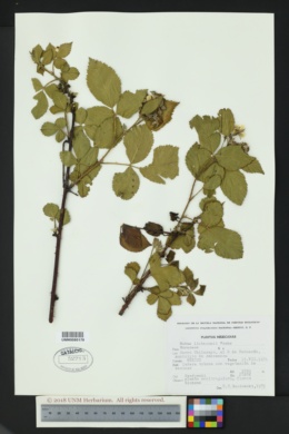 Rubus liebmannii image