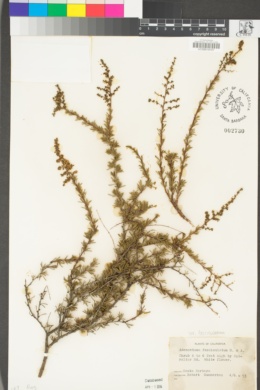 Adenostoma fasciculatum var. fasciculatum image