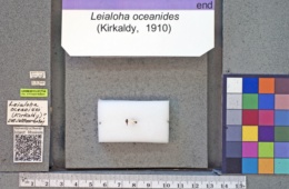 Image of Leialoha oceanides