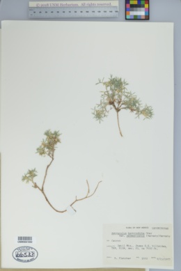 Astragalus kentrophyta var. neomexicanus image