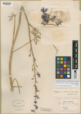 Delphinium parishii subsp. subglobosum image
