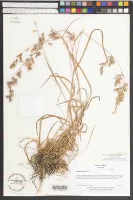 Bromus hordeaceus subsp. molliformis image