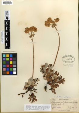 Eriogonum subalpinum image