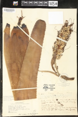 Billbergia zebrina image