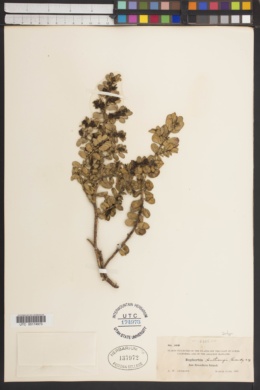 Euphorbia anthonyi image