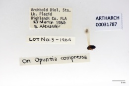 Carpophilus pallipennis image