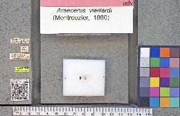 Araecerus vieillardi image