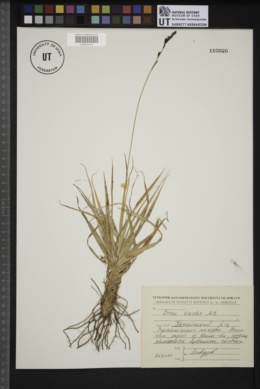 Carex tristis image