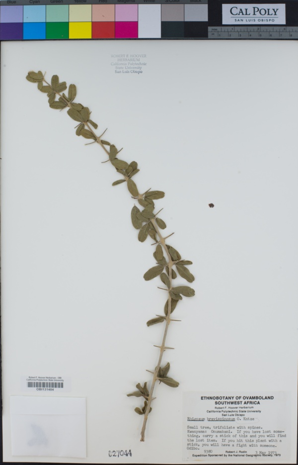 Bignoniaceae image