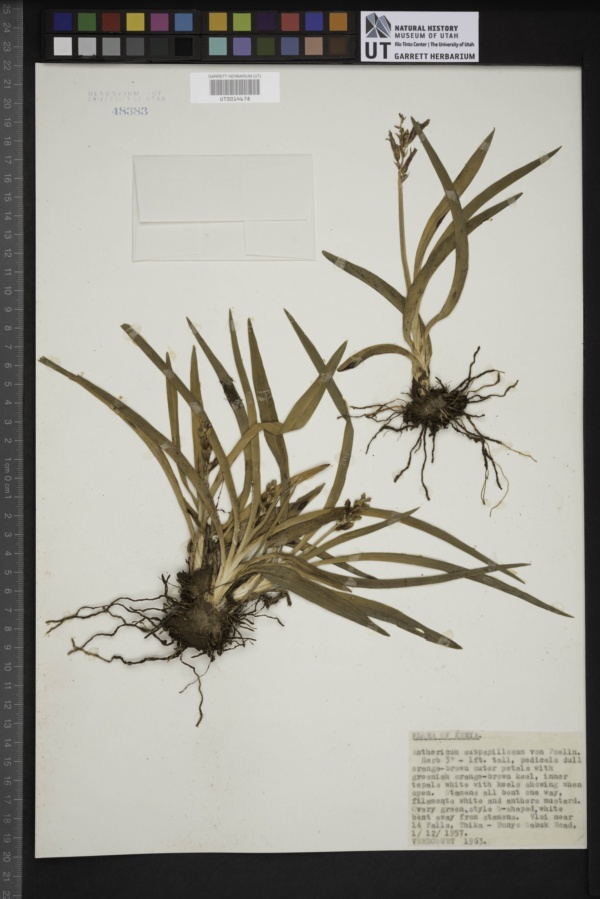 Chlorophytum cameronii var. pterocaulon image