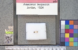 Araecerus levipennis image