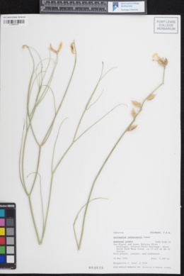 Image of Astragalus rafaelensis