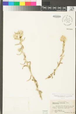 Pseudognaphalium beneolens image