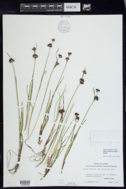 Juncus falcatus subsp. sitchensis image