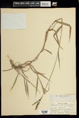 Paspalum paucispicatum image