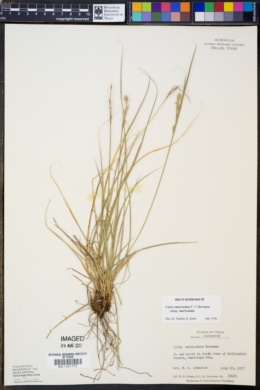 Carex muricata subsp. muricata image