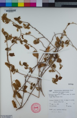 Image of Jacquemontia nodiflora