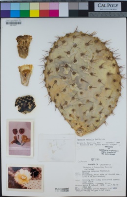 Image of Opuntia oricola