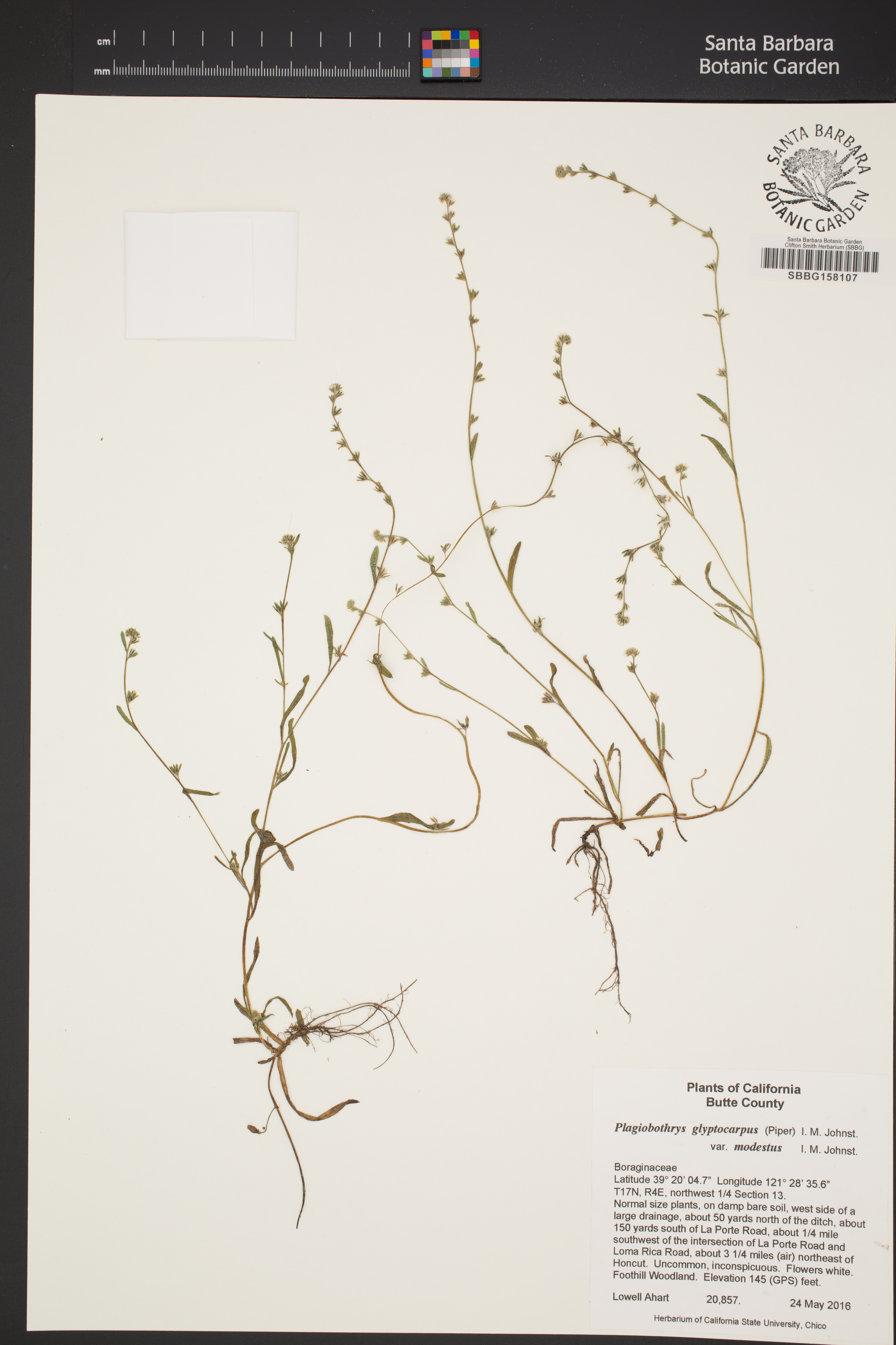 Plagiobothrys glyptocarpus var. modestus image