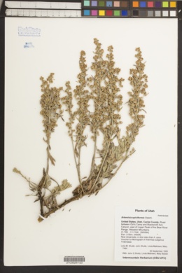 Image of Artemisia spiciformis