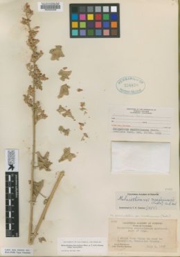 Malacothamnus fasciculatus var. fasciculatus image