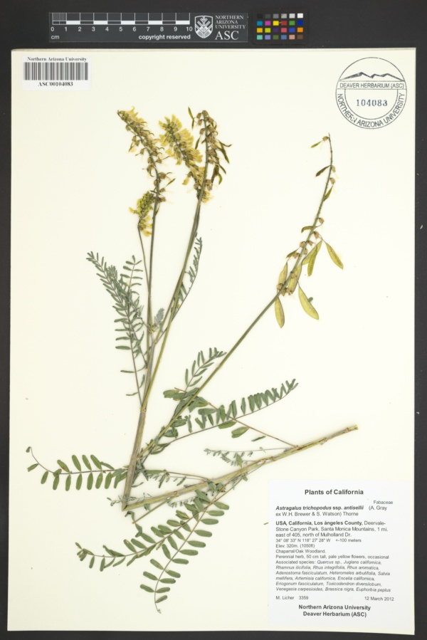 Astragalus trichopodus subsp. antisellii image