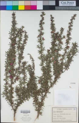 Leptospermum scoparium image