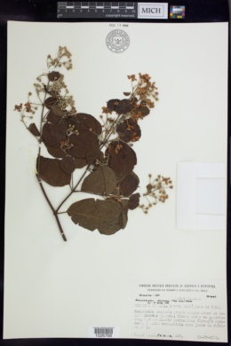 Banisteriopsis adenopoda image