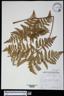 Pteridium aquilinum ssp. decompositum image